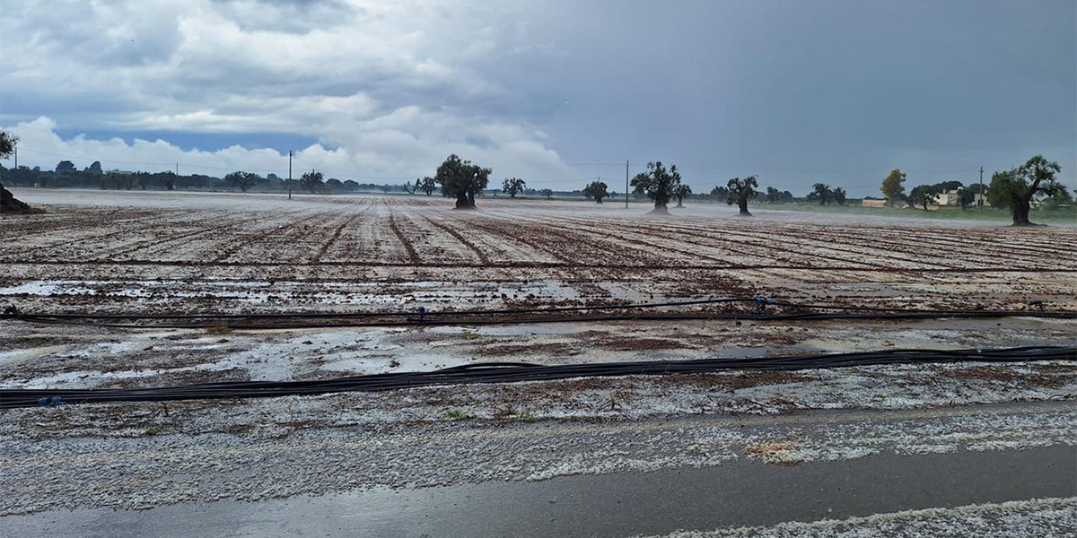 Maltempo senza tregua in Puglia: dalle gelate alle grandinate